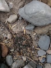Mammillaria melanocentra melanocentra