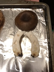 Russula sororia