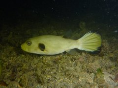 Arothron immaculatus