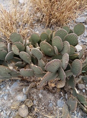 Opuntia microdasys
