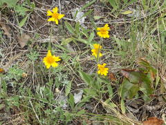 Arnica sororia
