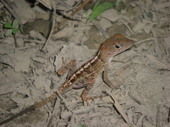 Anolis hispaniolae