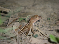 Anolis hispaniolae