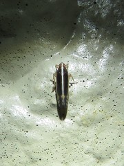 Stenocranus brunneus