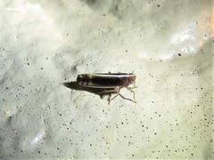 Stenocranus brunneus