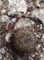 Coryphantha delicata