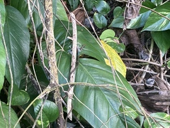 Emoia caeruleocauda