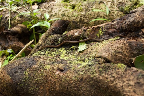 Chucantí Centipede Snake