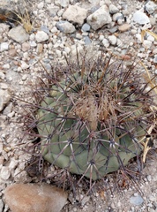 Coryphantha poselgeriana