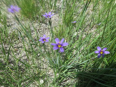 Sisyrinchium idahoense