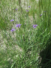 Sisyrinchium idahoense