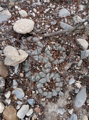 Lophophora williamsii