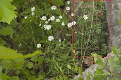 Artemisia manshurica