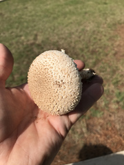 Saproamanita subcaligata