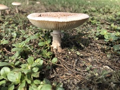 Saproamanita subcaligata