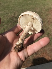 Saproamanita subcaligata