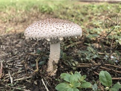 Saproamanita subcaligata