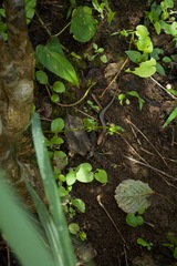 Marisora unimarginata