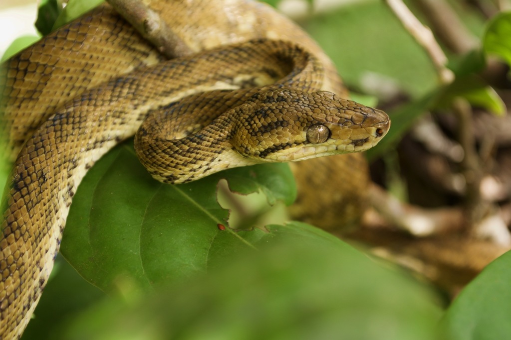 Boa de Árbol Común (Reptiles de Yopal) · iNaturalist