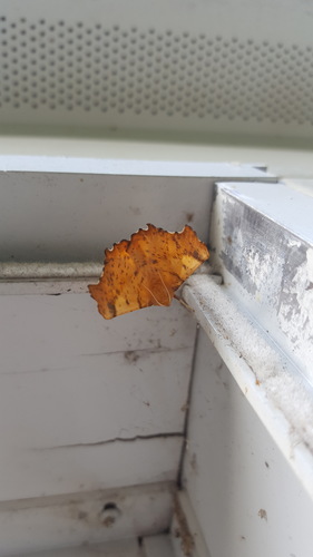 Maple Spanworm Moth photo 4