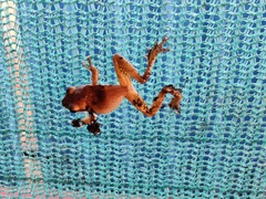 Polypedates maculatus