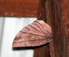 Amathuxidia amythaon