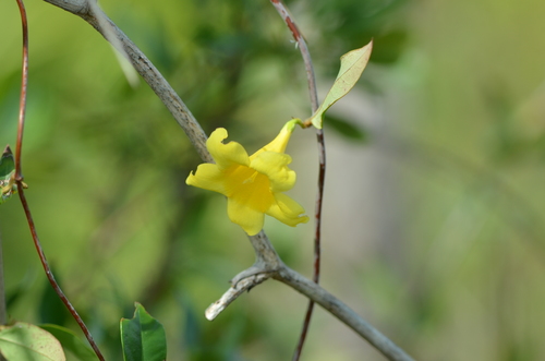 Gelsemium sempervirens