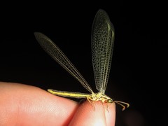 Bandidus marginalis