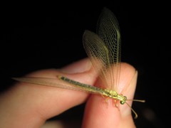 Bandidus marginalis
