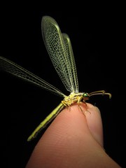 Bandidus marginalis