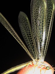 Bandidus marginalis