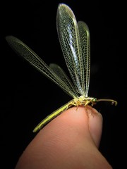 Bandidus marginalis