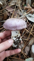 Cortinarius lilacinocolossus