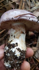 Cortinarius lilacinocolossus