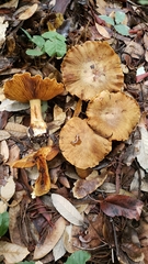 Cortinarius clandestinus