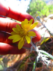 Senecio mairetianus