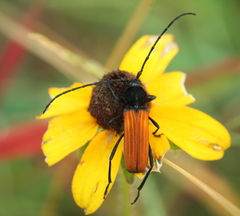 Tragidion coquus