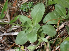 Celmisia glandulosa