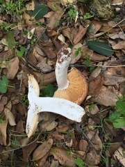 Russula bicolor