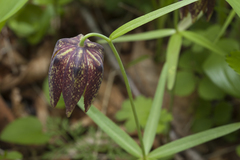 Fritillaria maximowiczii