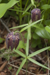 Fritillaria maximowiczii