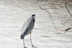 Ardea herodias