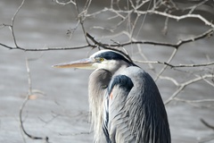 Ardea herodias