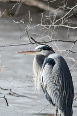 Ardea herodias