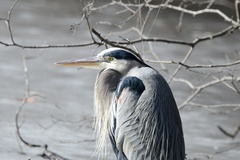 Ardea herodias
