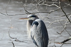 Ardea herodias