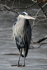 Ardea herodias