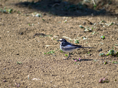 Motacilla alba
