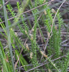 Lateristachys lateralis