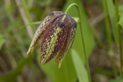 Fritillaria maximowiczii